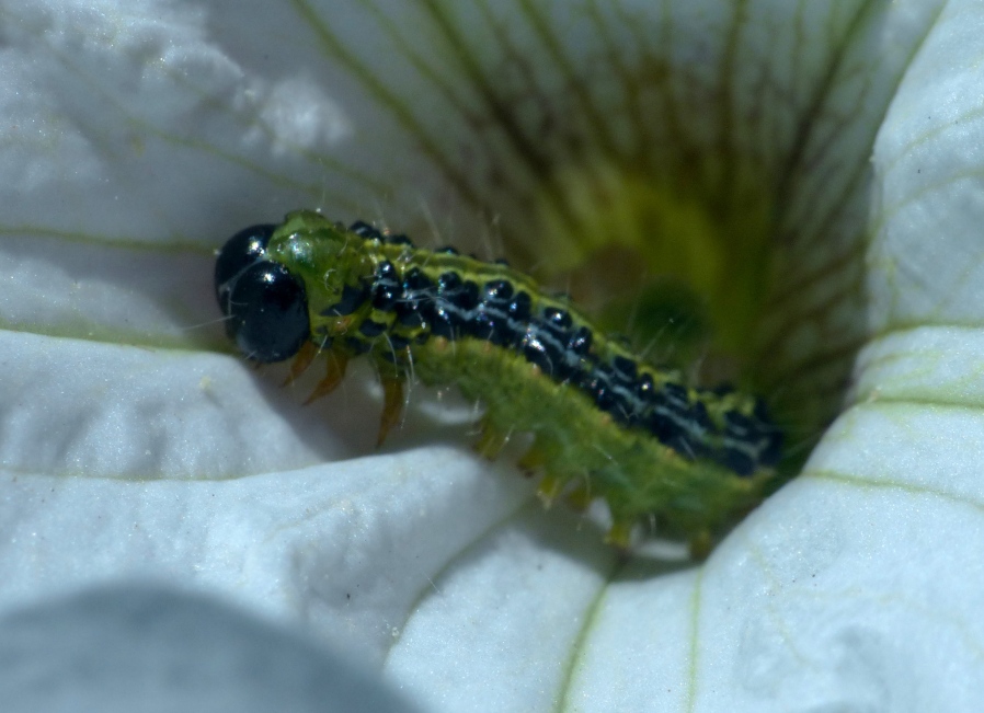 Bruco di Cydalima perspectalis - Crambidae