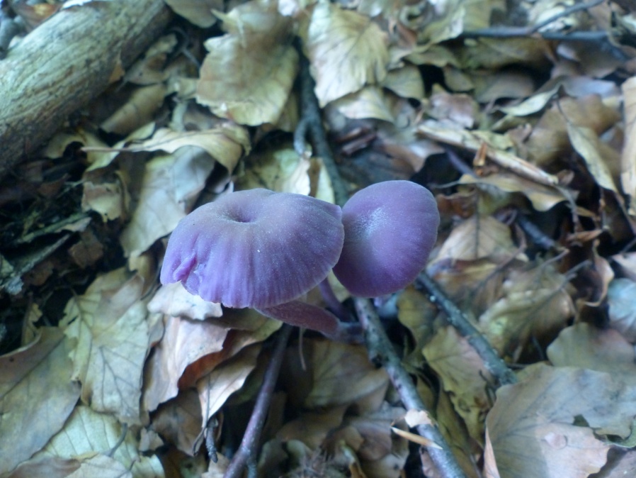 Laccaria amethystina