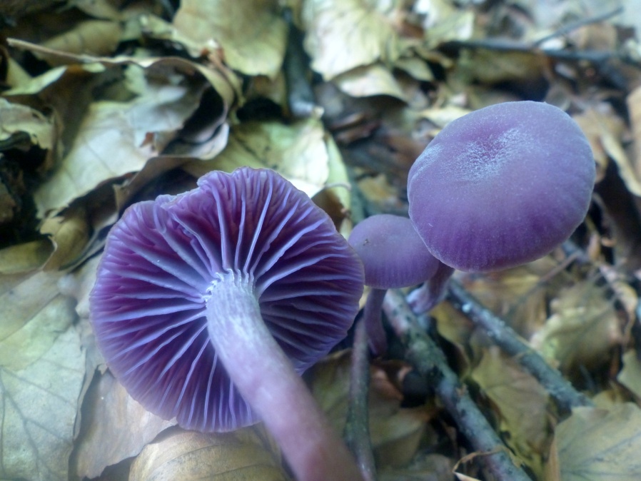Laccaria amethystina