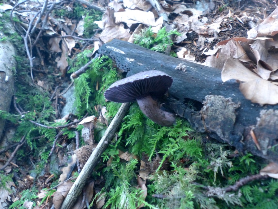 Ancora L. amethystina?