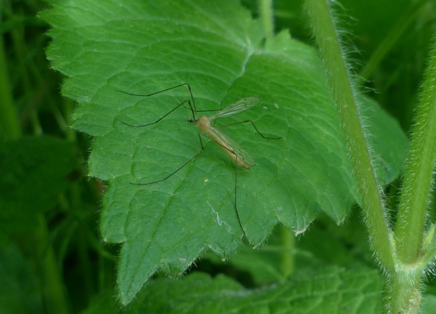 Specie di zanzara? No, molto  pobabilmente Limonidae