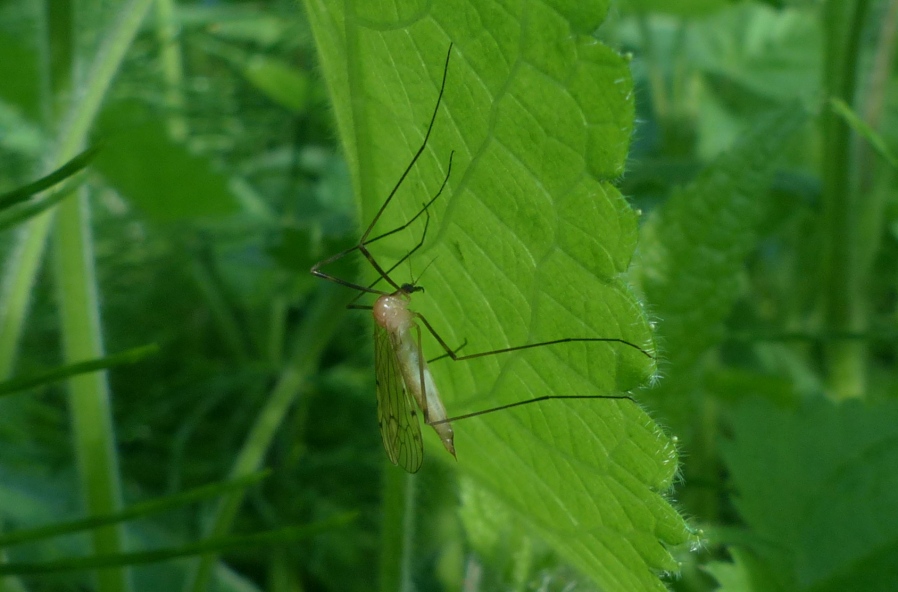 Specie di zanzara? No, molto  pobabilmente Limonidae