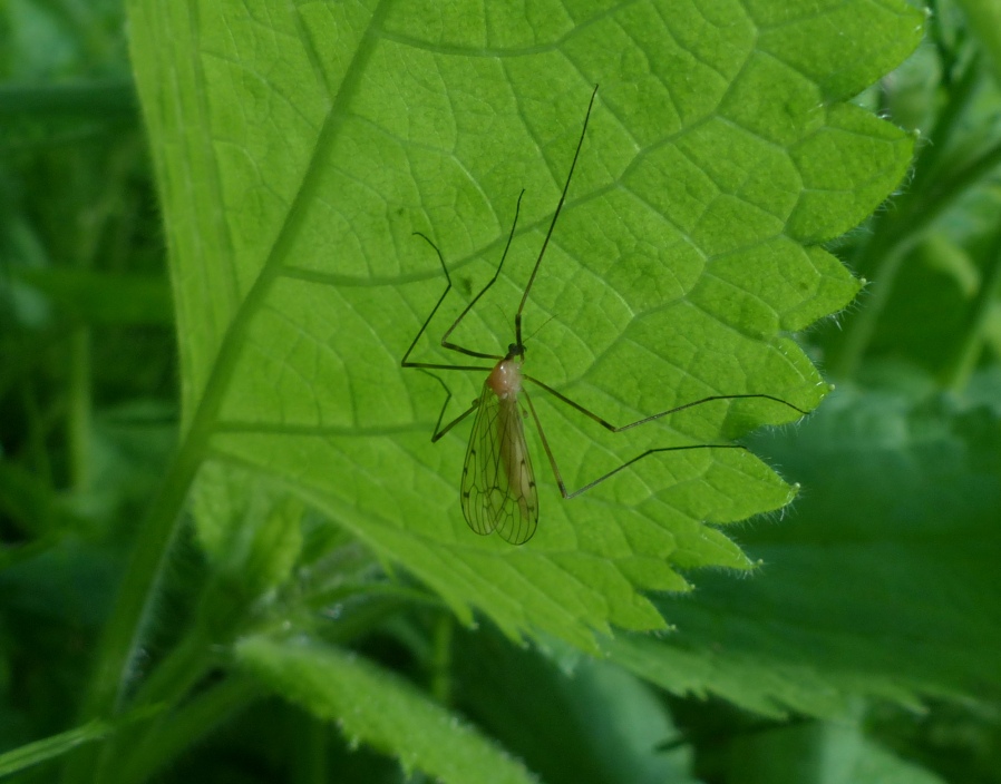 Specie di zanzara? No, molto  pobabilmente Limonidae