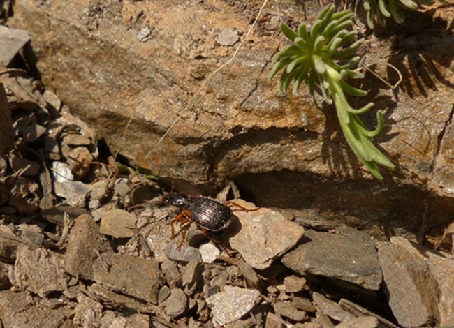 Carabide? Cymindis humeralis