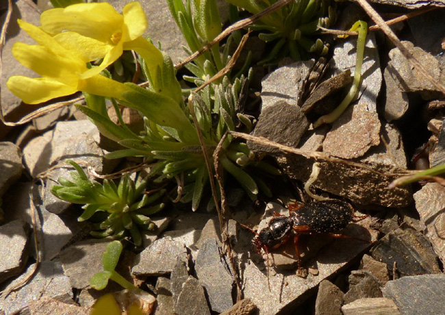 Carabide? Cymindis humeralis