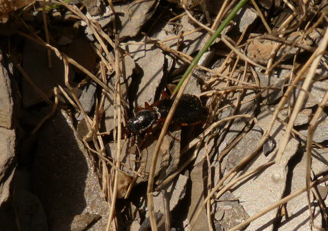 Carabide? Cymindis humeralis