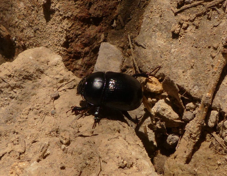 Anoplotrupes stercorosus, Geotrupidae