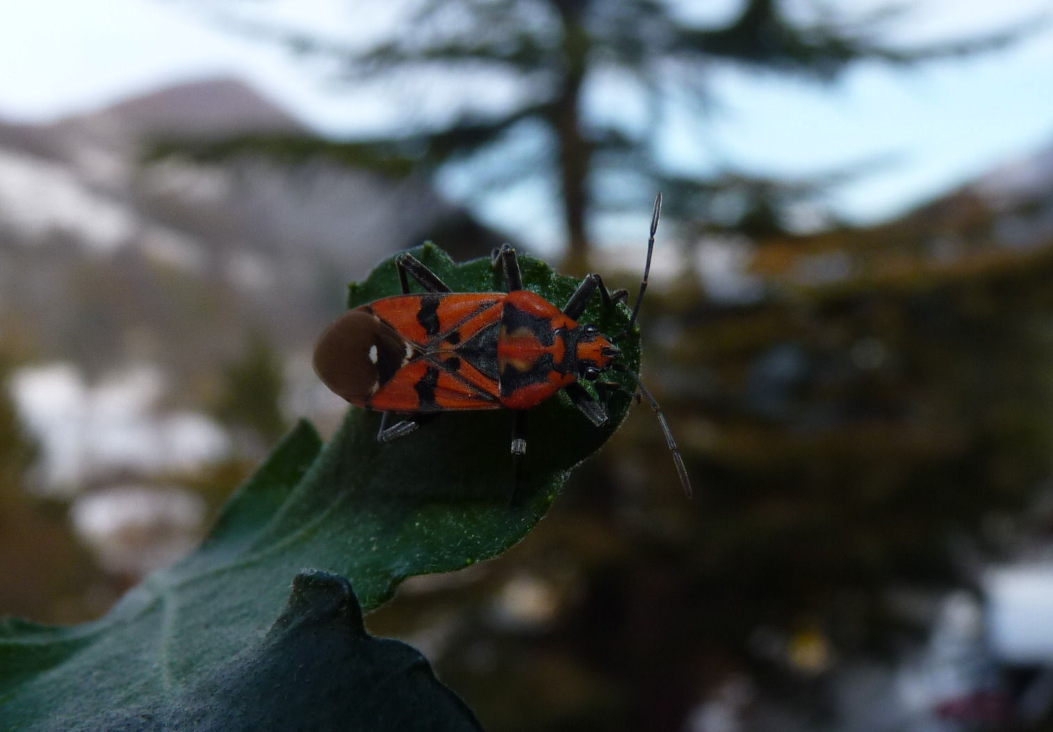 Corizus? No. Spilostethus pandurus (Lygaeidae)