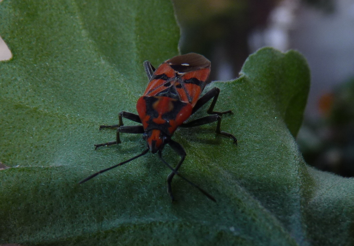 Corizus? No. Spilostethus pandurus (Lygaeidae)