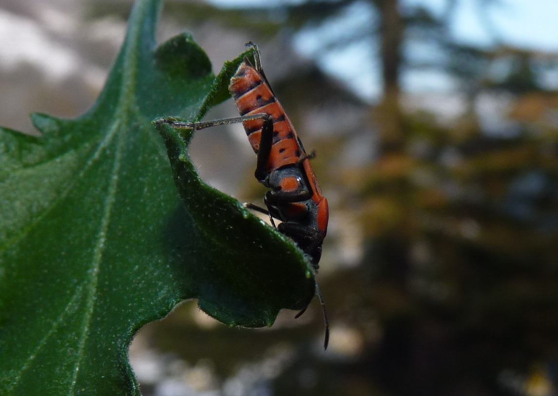 Corizus? No. Spilostethus pandurus (Lygaeidae)
