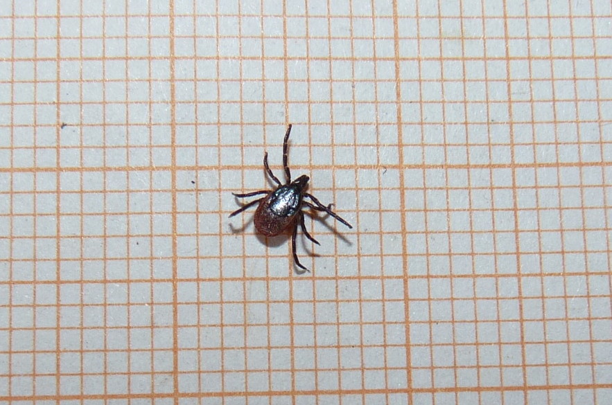 Dermacentor sp.