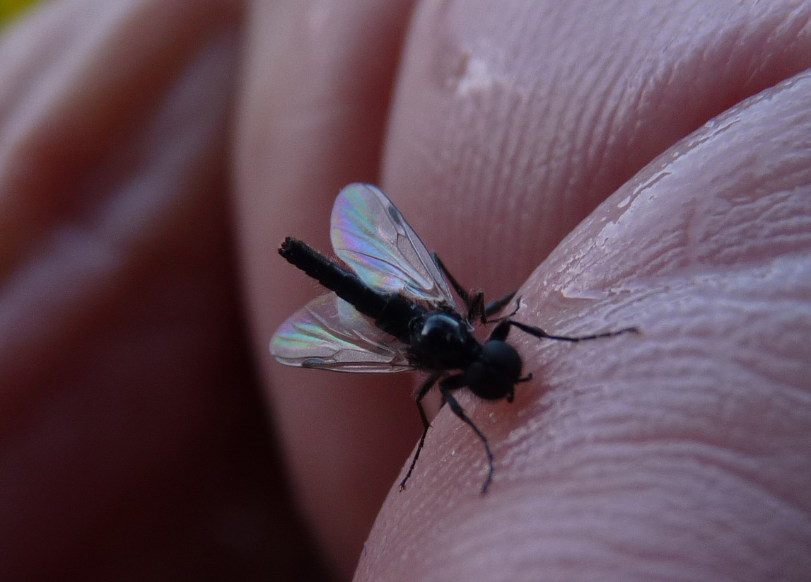 Diptera? Bibionidae maschio