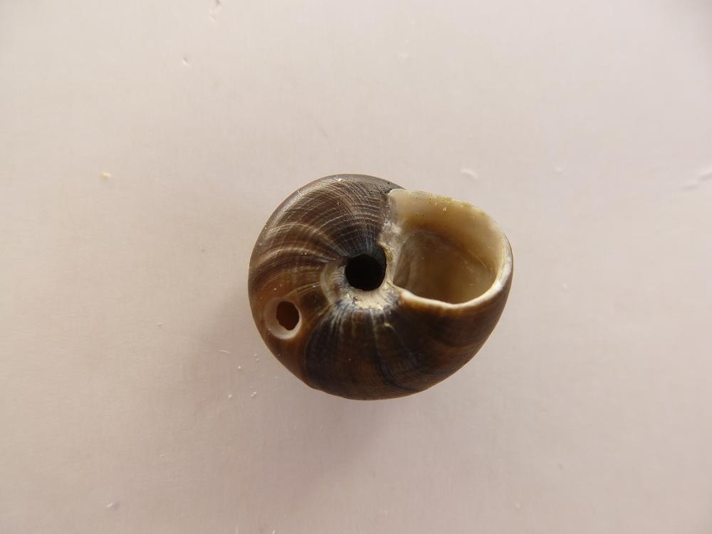 Calliostoma zizyphinum?