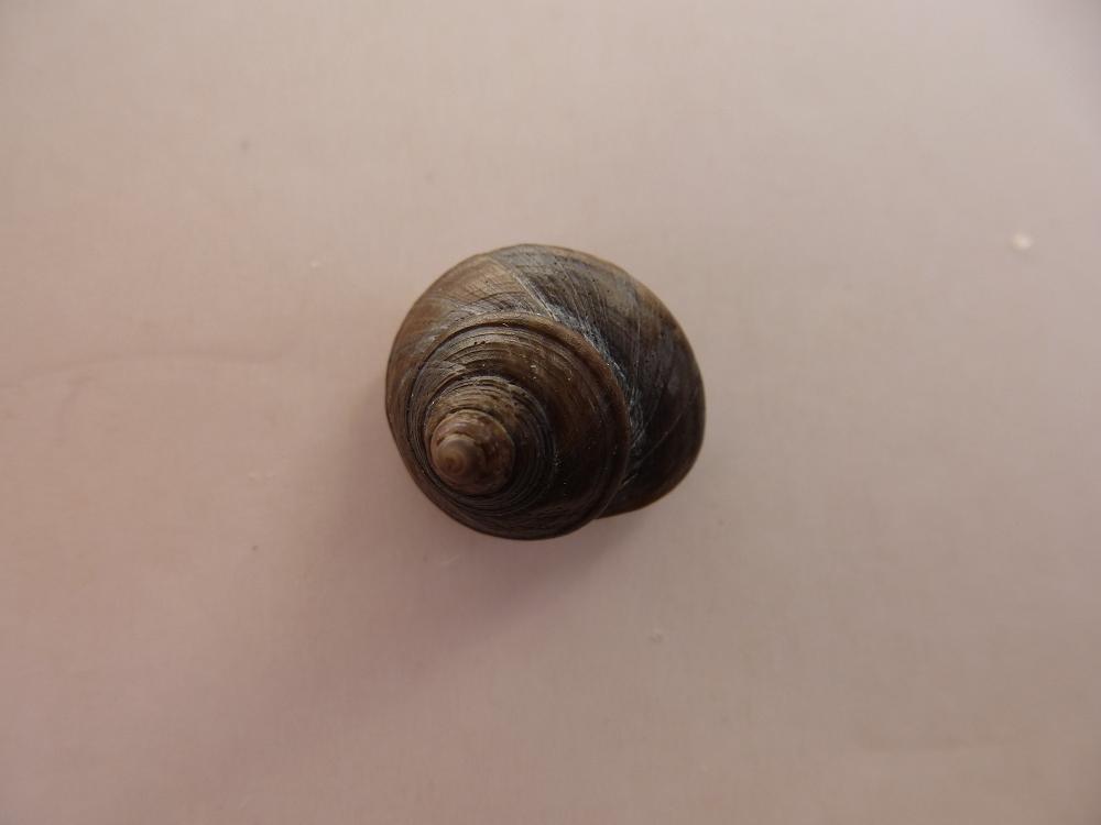 Calliostoma zizyphinum?