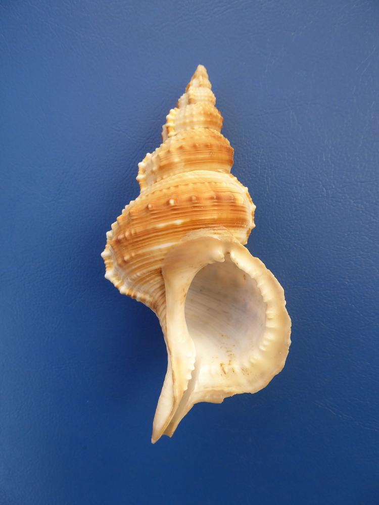 Ergife shelling 2019