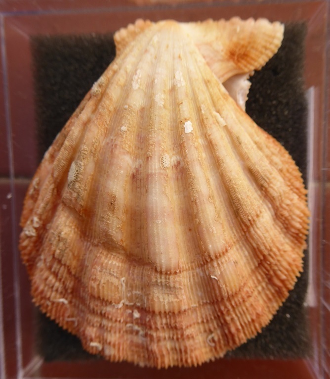 Ergife shelling 2019