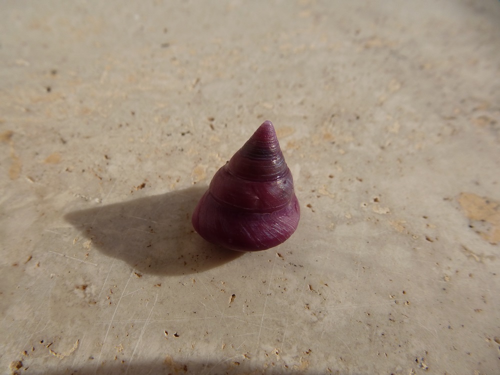 Calliostoma laugieri viola