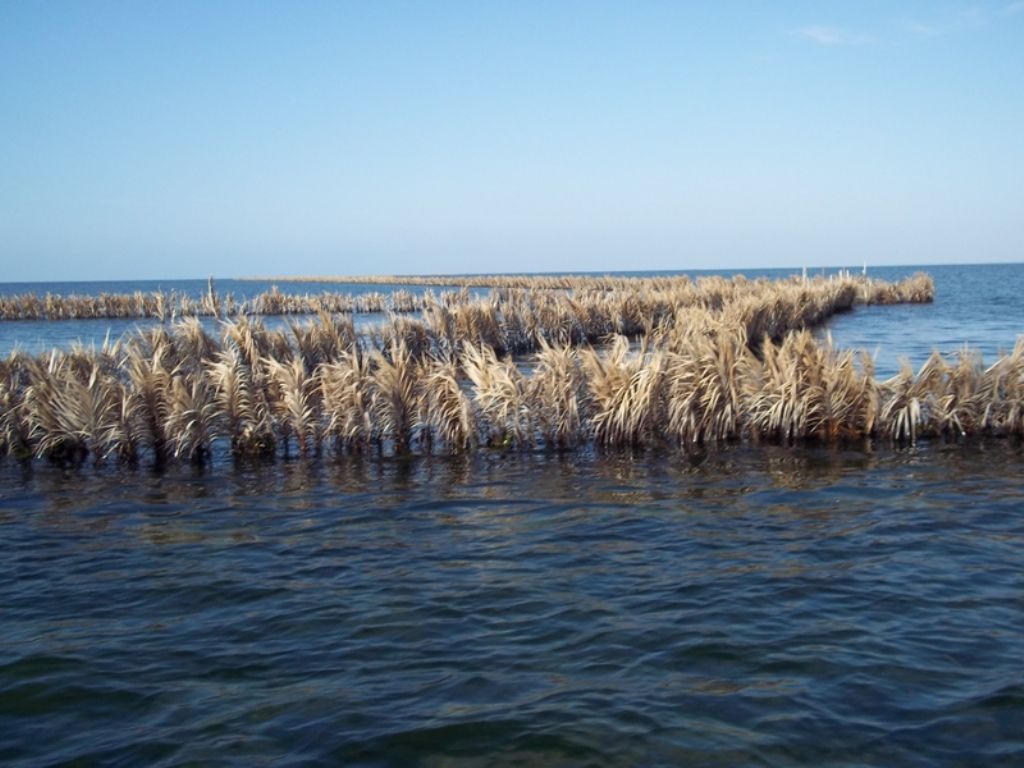 juvenil de Conus mediterraneus ?