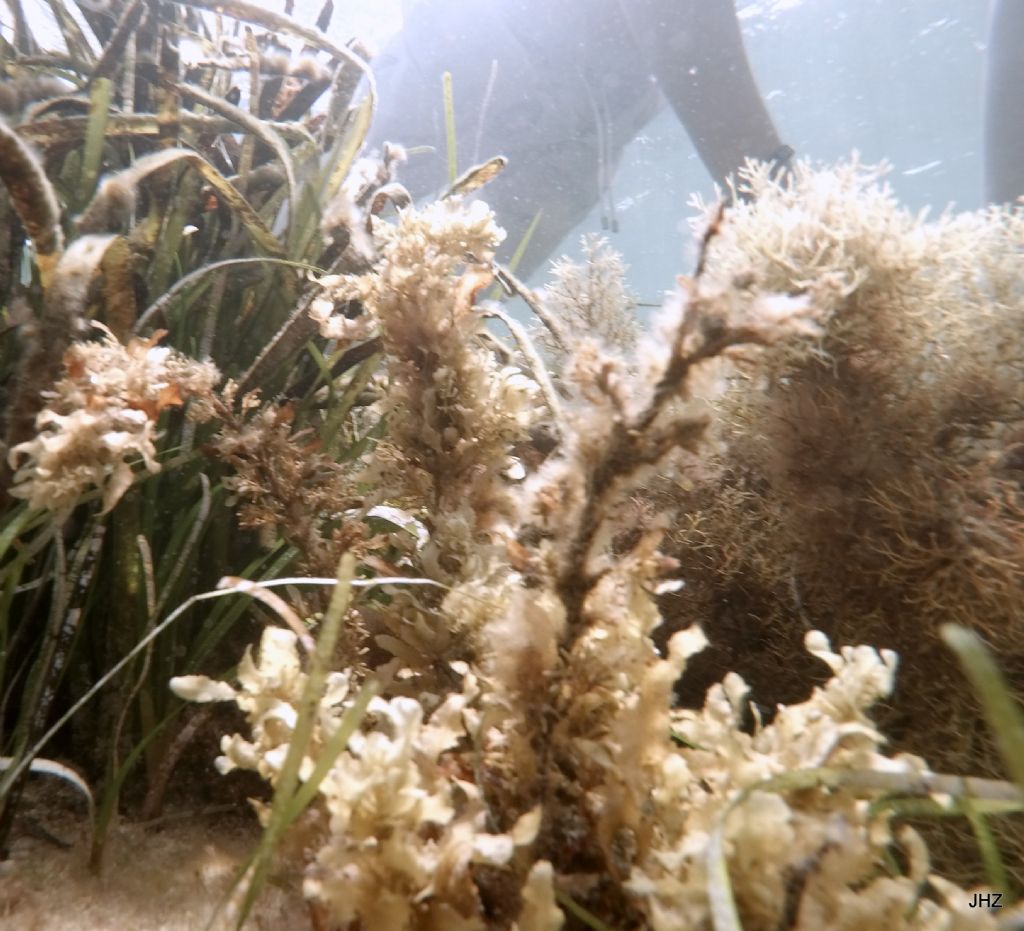 Sargassum sp.