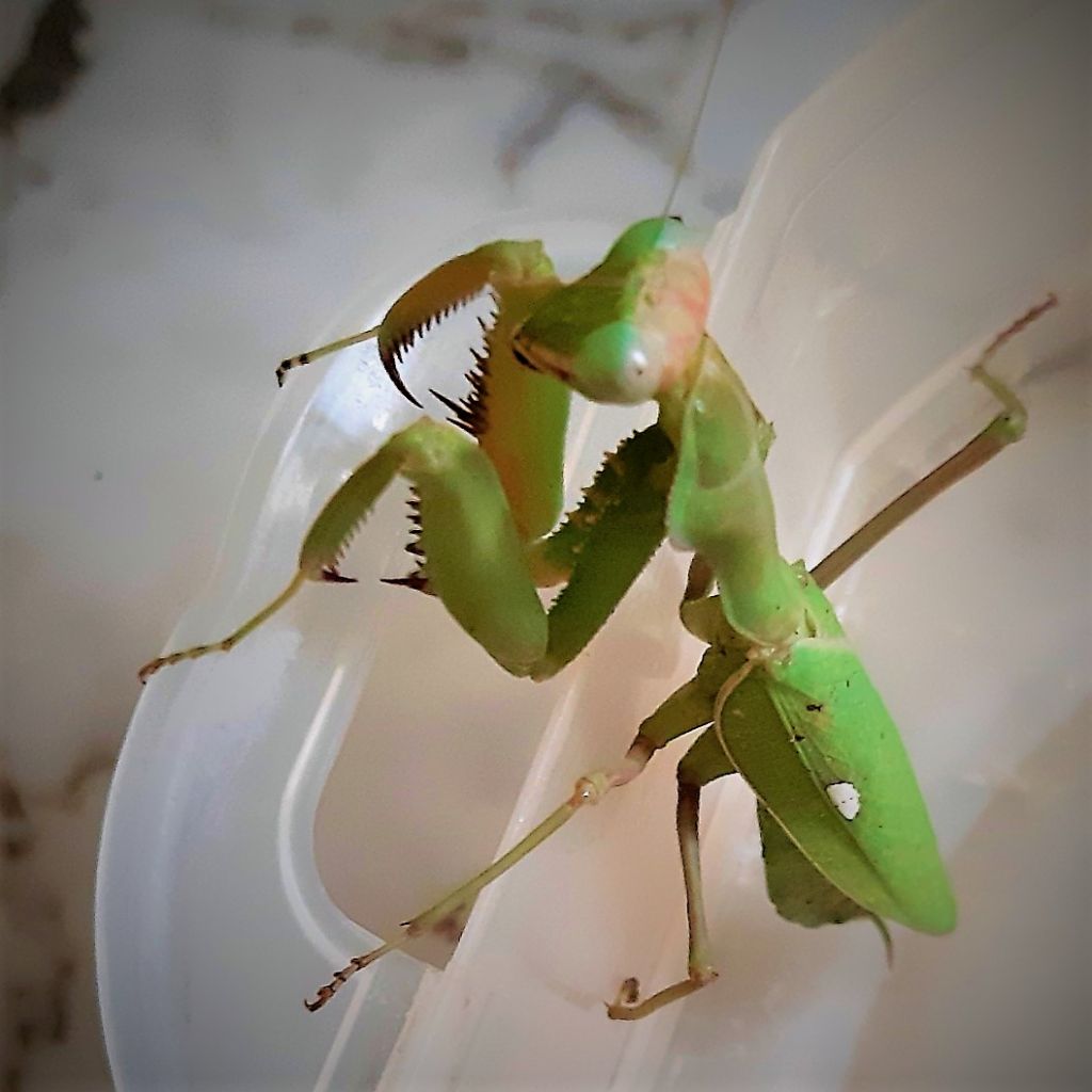 a determinare: Sphodromantis viridis, femmina