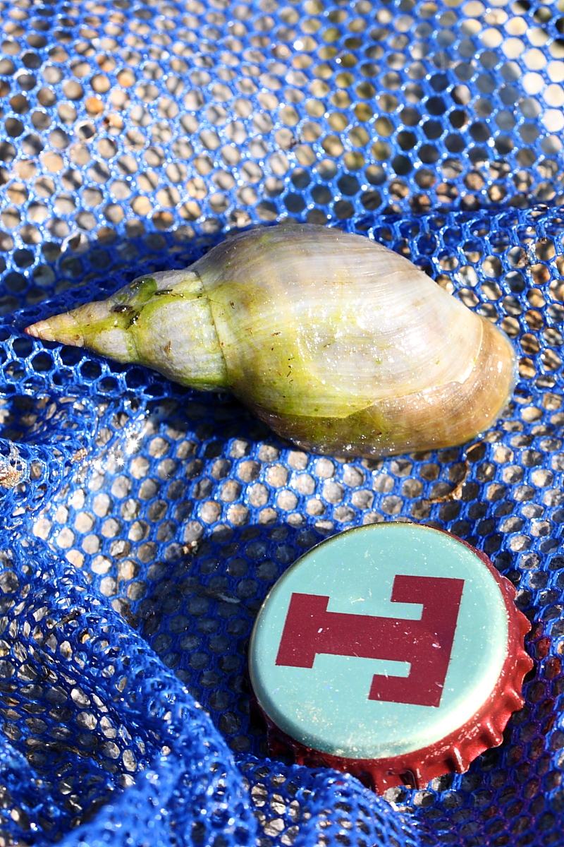 Chiocciola acquatica da identificare