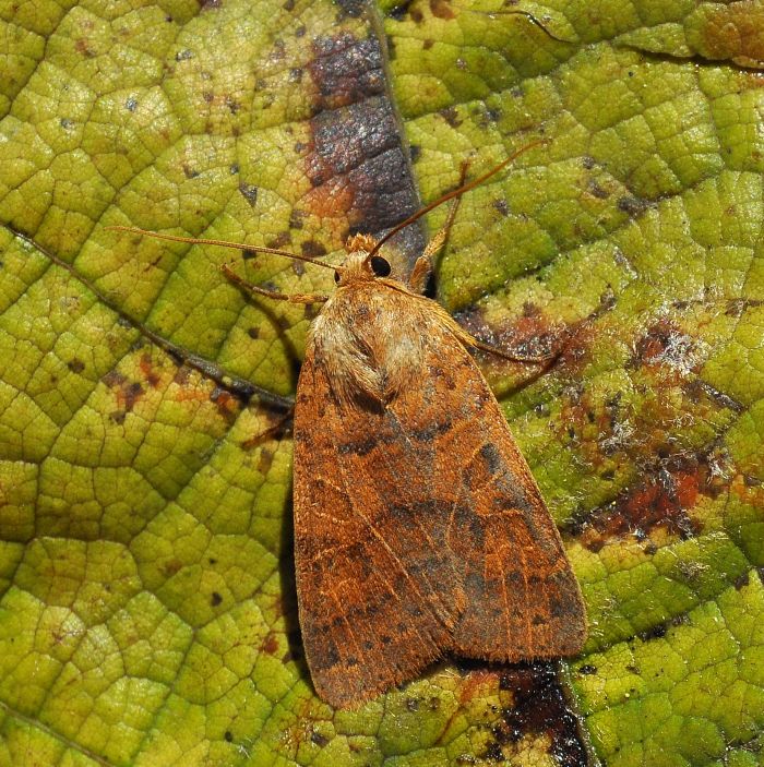 Agrochola pistacinoides