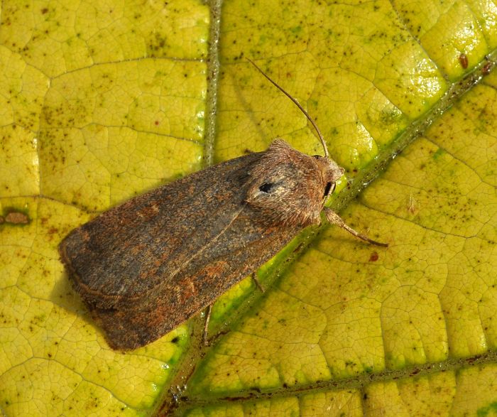 Noctuidae: Xestia xanthographa