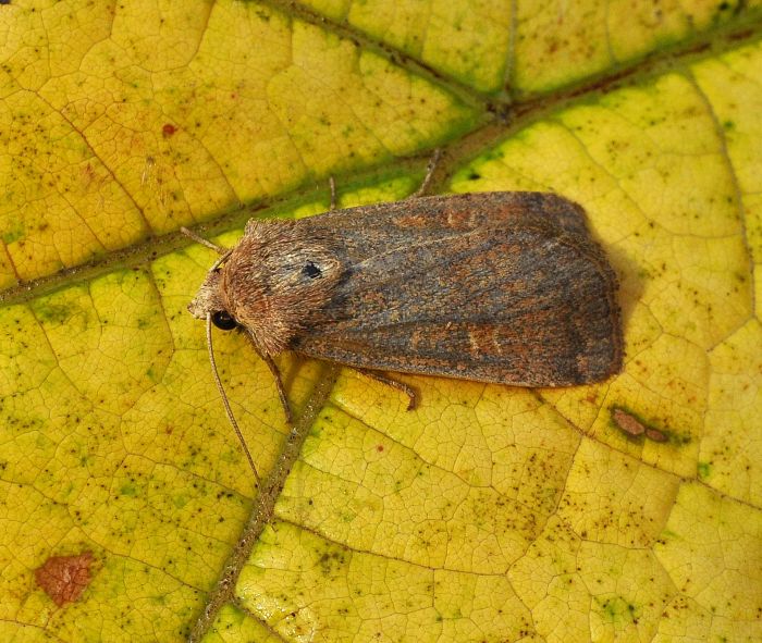 Noctuidae: Xestia xanthographa