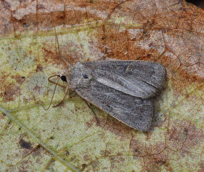 Noctuidae: Xestia xanthographa