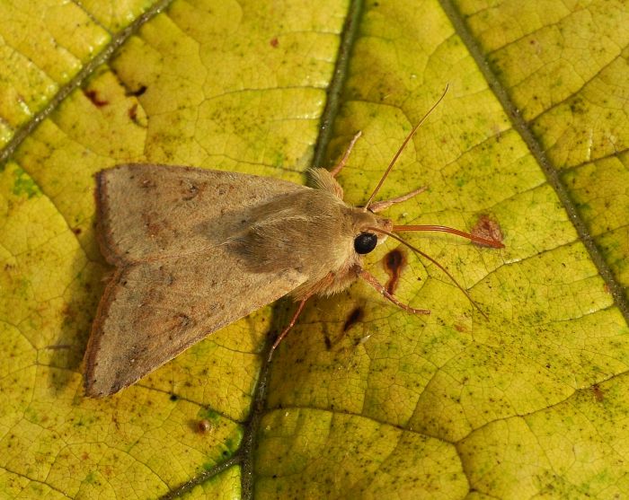Helicoverpa armigera (Noctuidae)