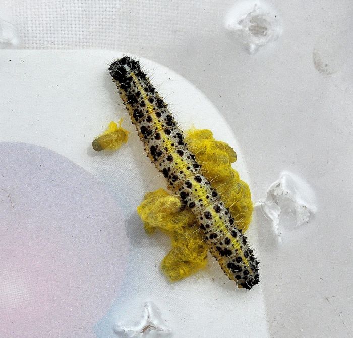 larve di Pieris brassicae e Pieris rapae