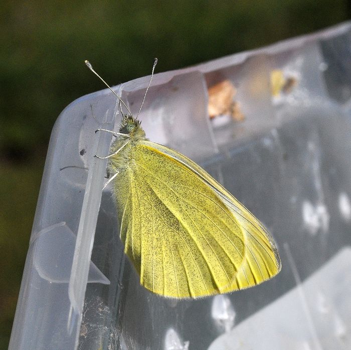 larve di Pieris brassicae e Pieris rapae