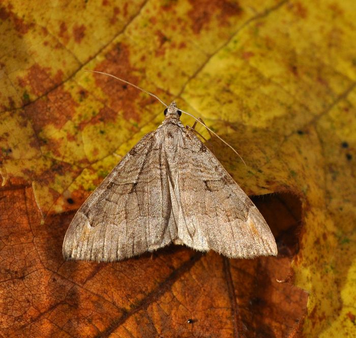 Aplocera plagiata (Geometridae)