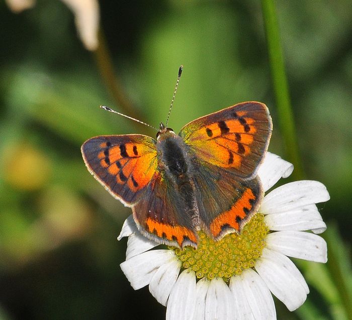 Lycaena phlaeas