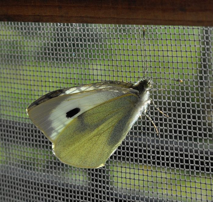 larve di Pieris brassicae e Pieris rapae