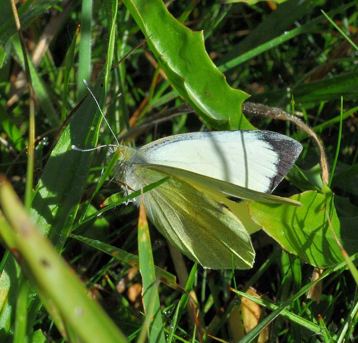 larve di Pieris brassicae e Pieris rapae