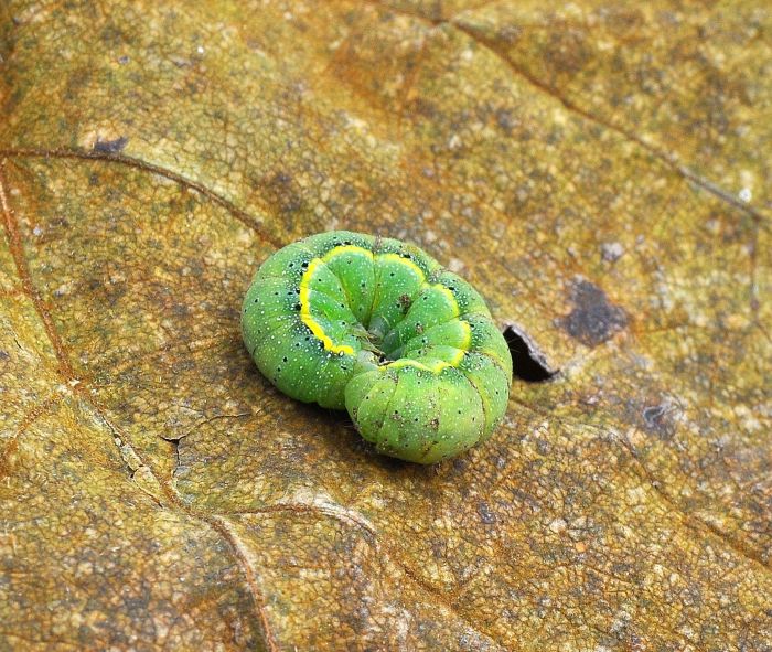 Aiuto id bruco: Lacanobia oleracea - Noctuidae