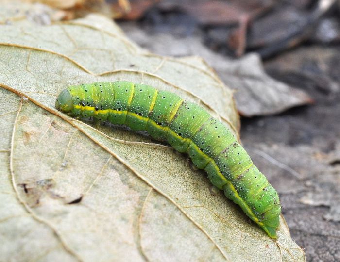 Aiuto id bruco: Lacanobia oleracea - Noctuidae