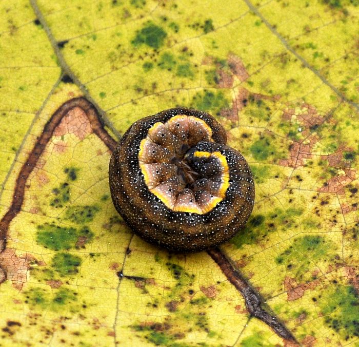 Aiuto id bruco scuro: Lacanobia oleracea - Noctuidae