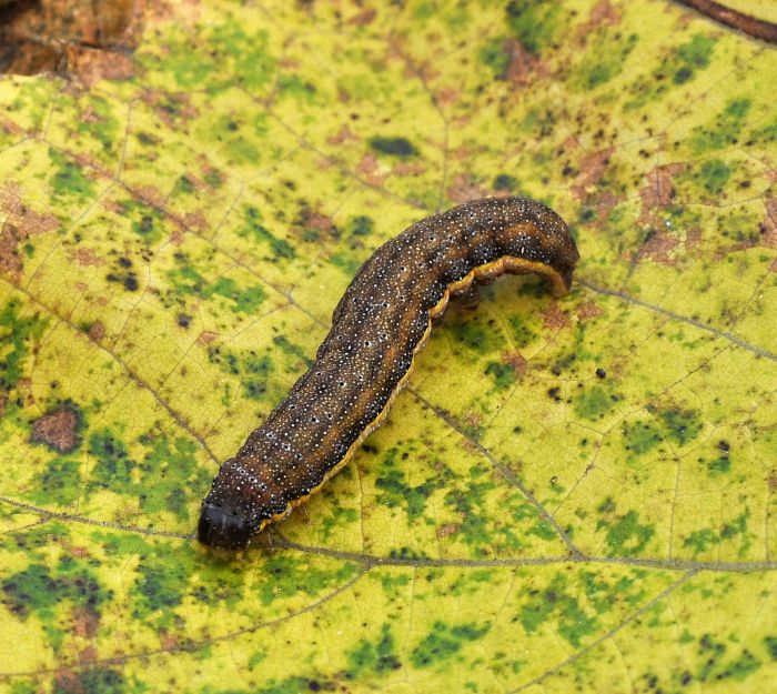 Aiuto id bruco scuro: Lacanobia oleracea - Noctuidae