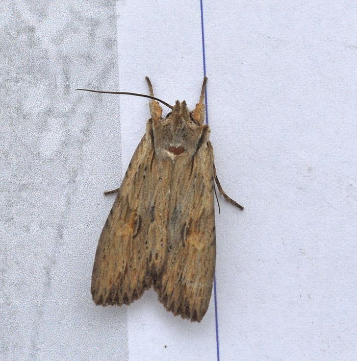Noctuidae: Litophane socia o ornitopus?  Lithophane socia