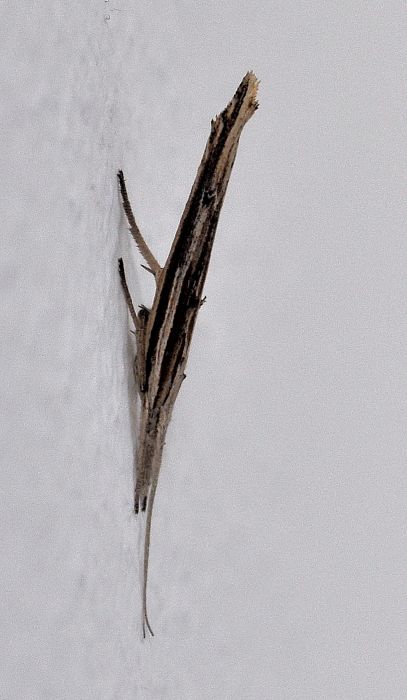 Ypsolophidae:  Ypsolopha cfr. mucronella