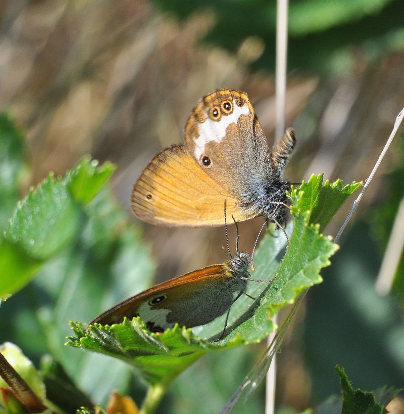 Coenonympha darwiniana - lotta per posto al sole (?)