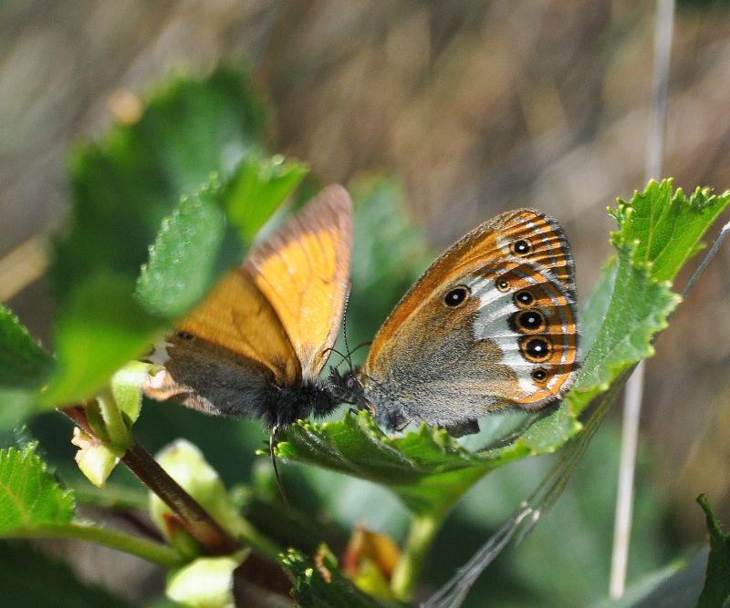 Coenonympha darwiniana - lotta per posto al sole (?)