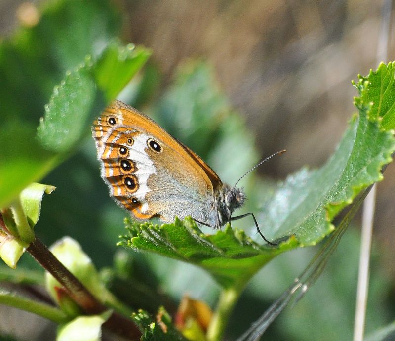 Coenonympha darwiniana - lotta per posto al sole (?)