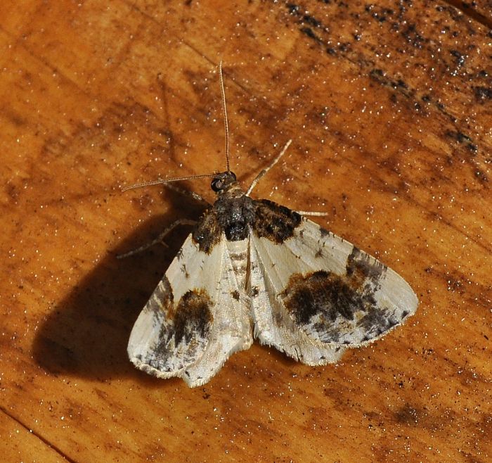 Ligdia adustata - Geometridae