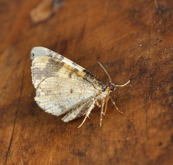 Ligdia adustata - Geometridae