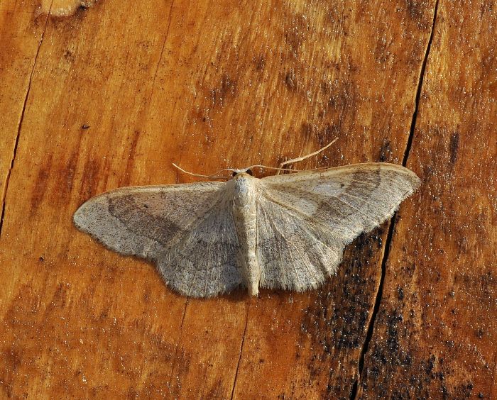 Idaea aversata (?)