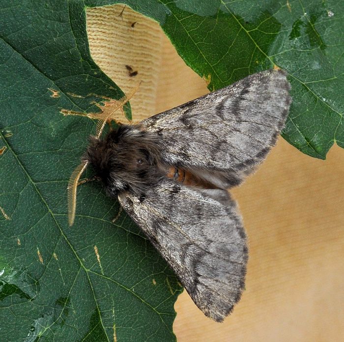 Thaumetopoea pityocampa