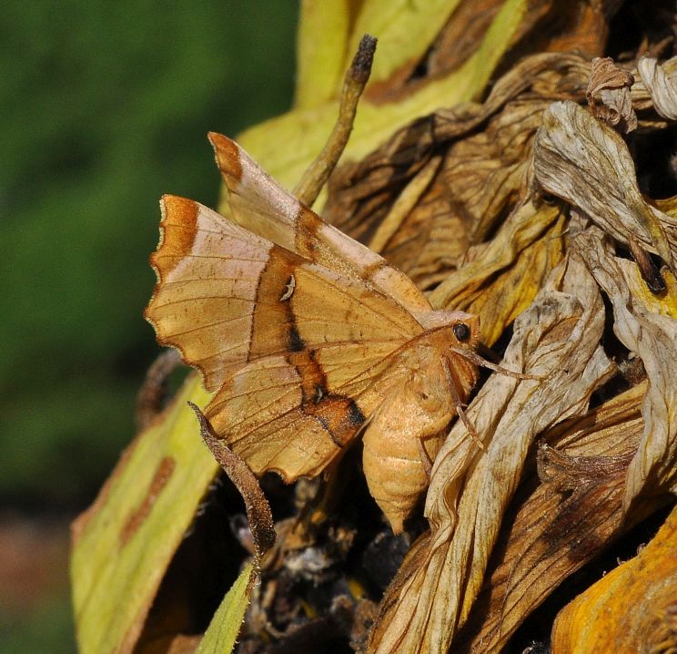 Geometridae: Selenia lunularia ?  S !